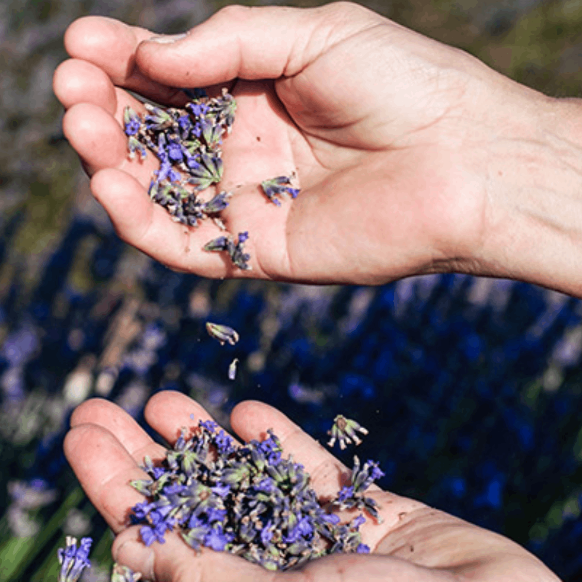 LAVENDER HAND CREAM 75ML