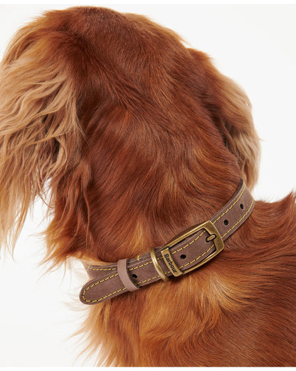 Leather Dog Collar