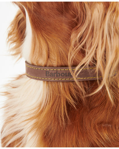 Leather Dog Collar