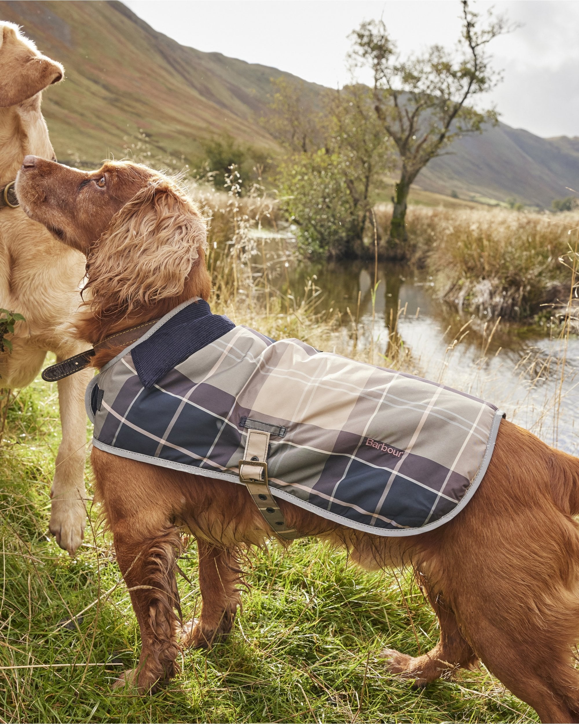 Wetherham Tartan Dog Coat Nicholls